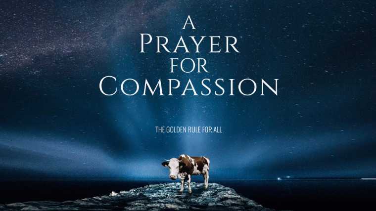 Cow on a rock in front of a blue night sky and text A Prayer for Compassion