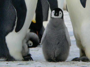 grey fluffy emperor penguin chick amongst his parents in the snow