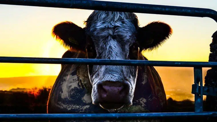 Closeup of a black cow standing in front of a metal fence with a sunset in the background