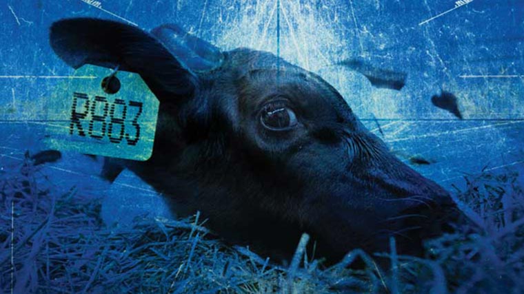 Closeup of a scared-looking cow with prominent tag in the ear 