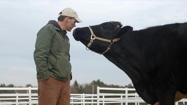 Man and black cow facing each other