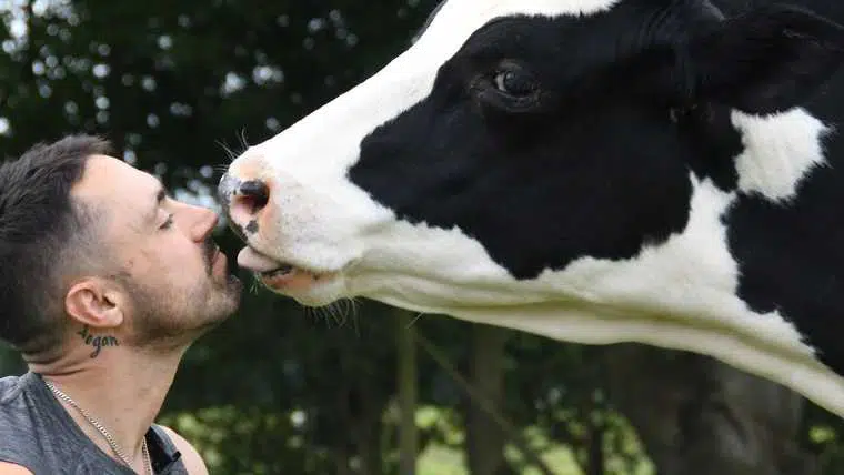 Joey Carbstrong face to face with a cow