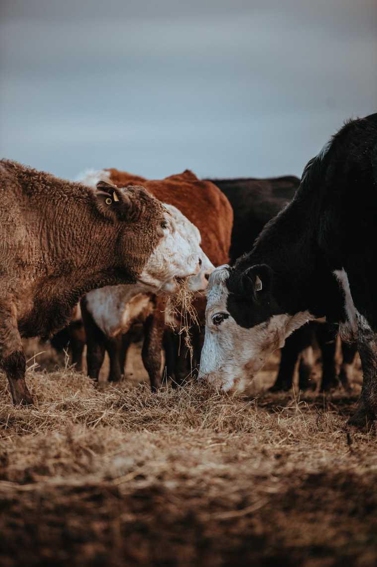 un groupe de vaches de différentes couleurs se tenant sur un sol couvert de foin et en mangeant une partie pour obtenir leur nourriture enrichie en vitamine B12