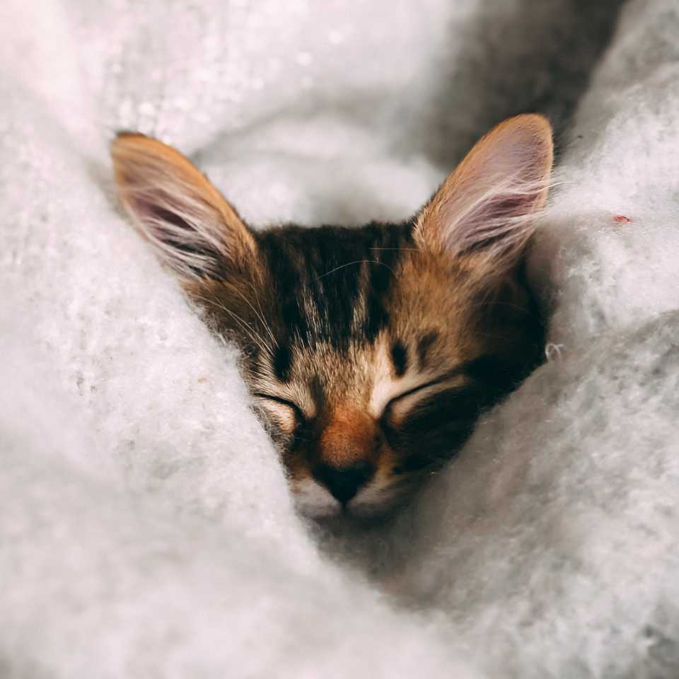 Kitten sleeping in blanket