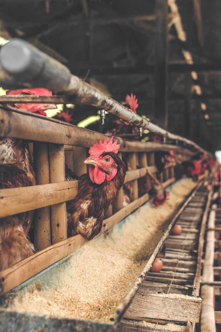 several chickens in a factory farm eating and laying eggs