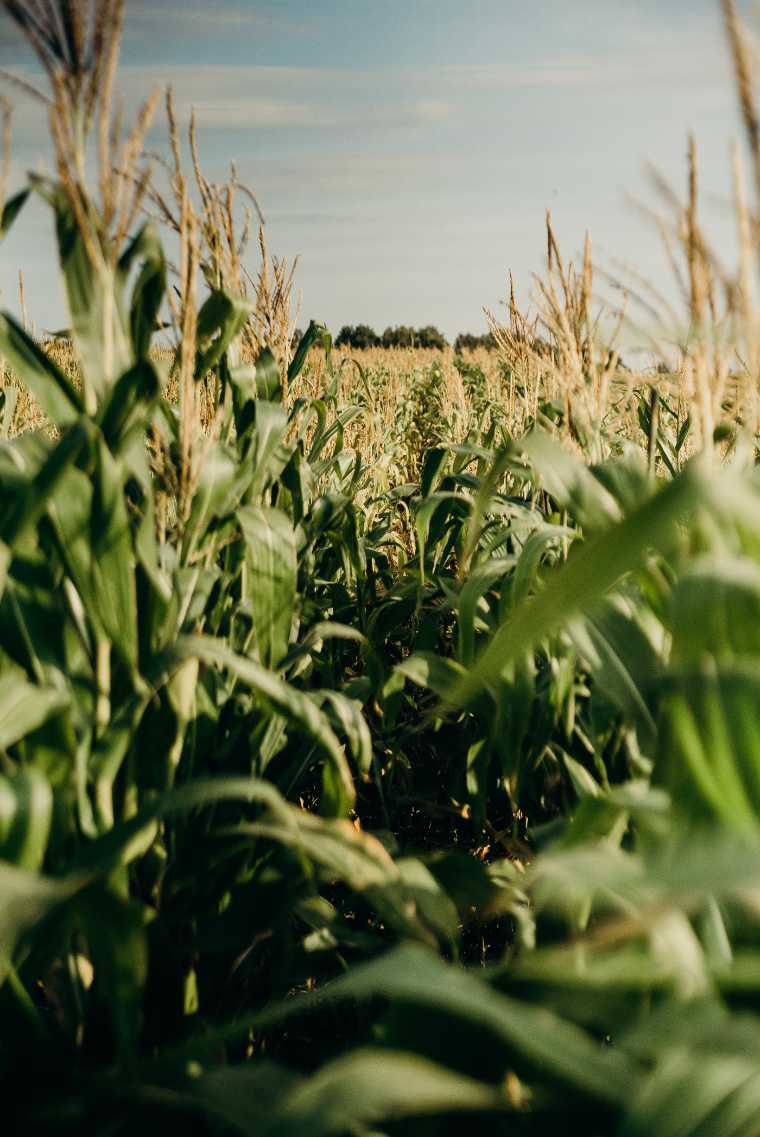 close up of a large corn field
