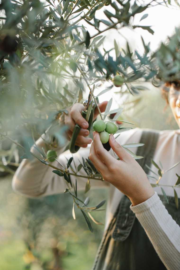 woman standing next to a tree while harvesting olives