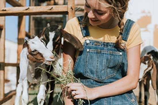 Farmer girl feeding the goats on a sanctuary