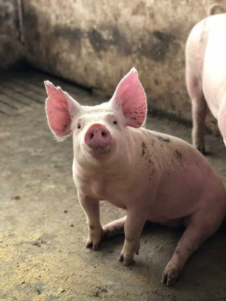 little pig sitting on a dirty floor in a factory farm